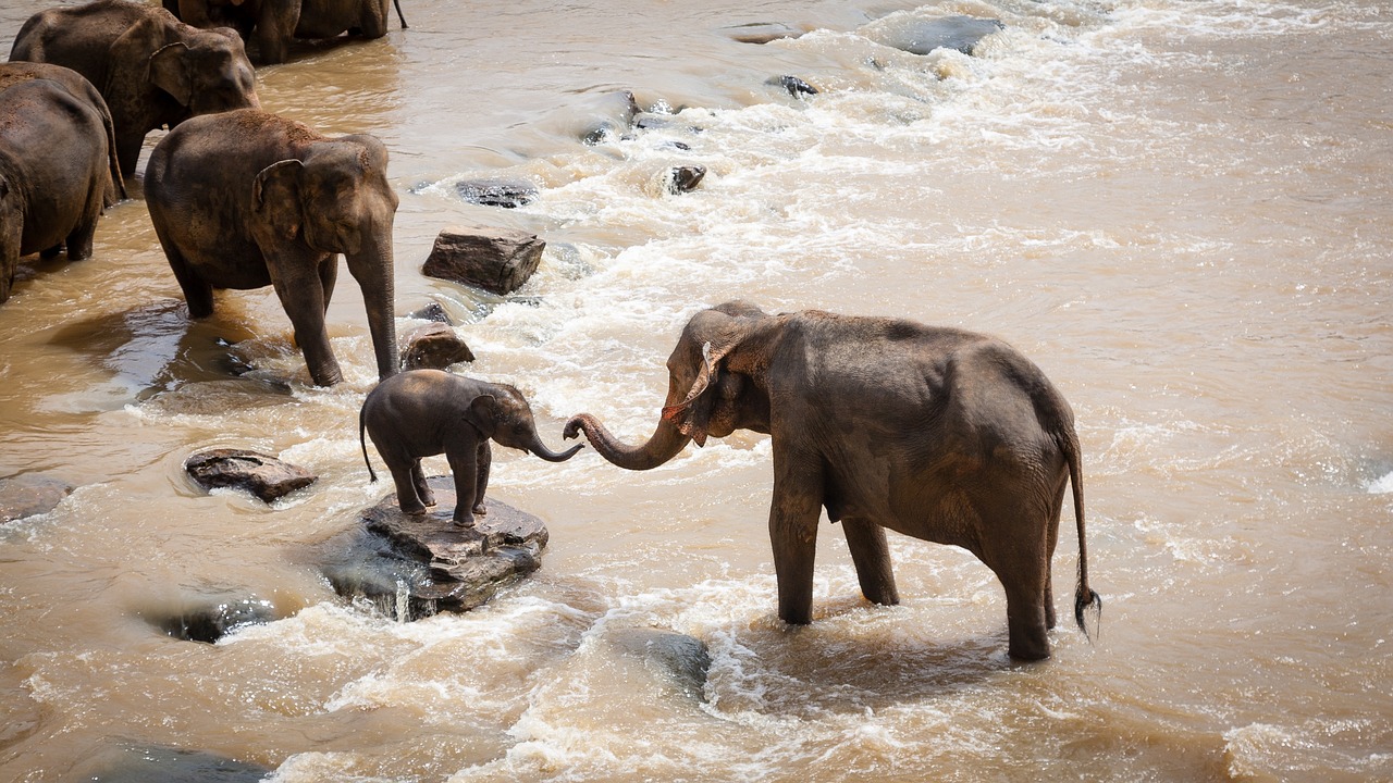 brown-elephants-1900332-1280.jpg