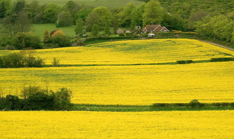 Field-rape-farm09.jpg