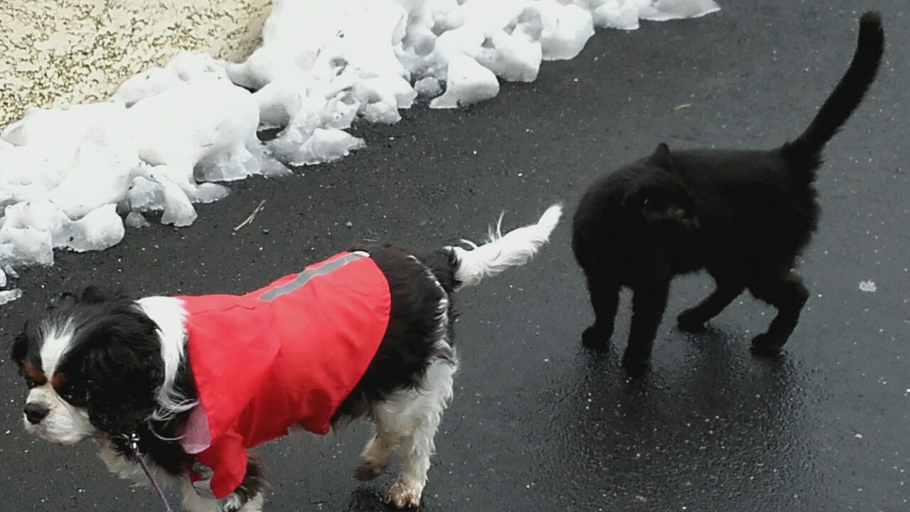 послед снег4