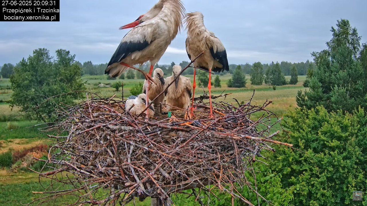 27062025bociany46