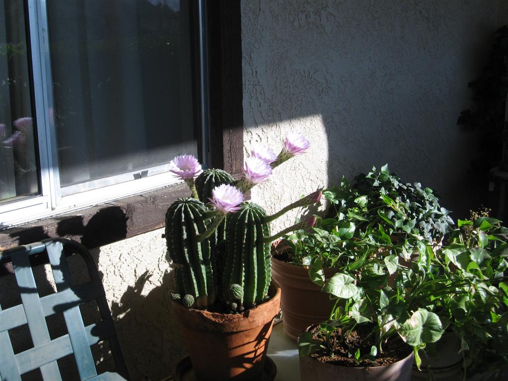 Flowers 5-29-20 003