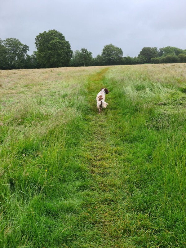 Happy Dogs