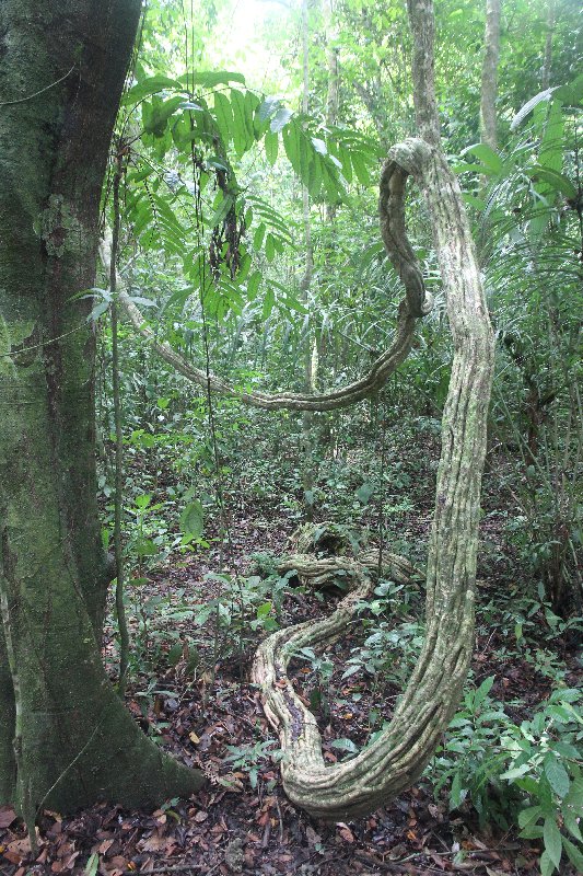 DIA 14: PARQUE DE MANUEL ANTONIO - DE TORTUGAS Y PEREZOSOS. COSTA RICA 2019 (9)