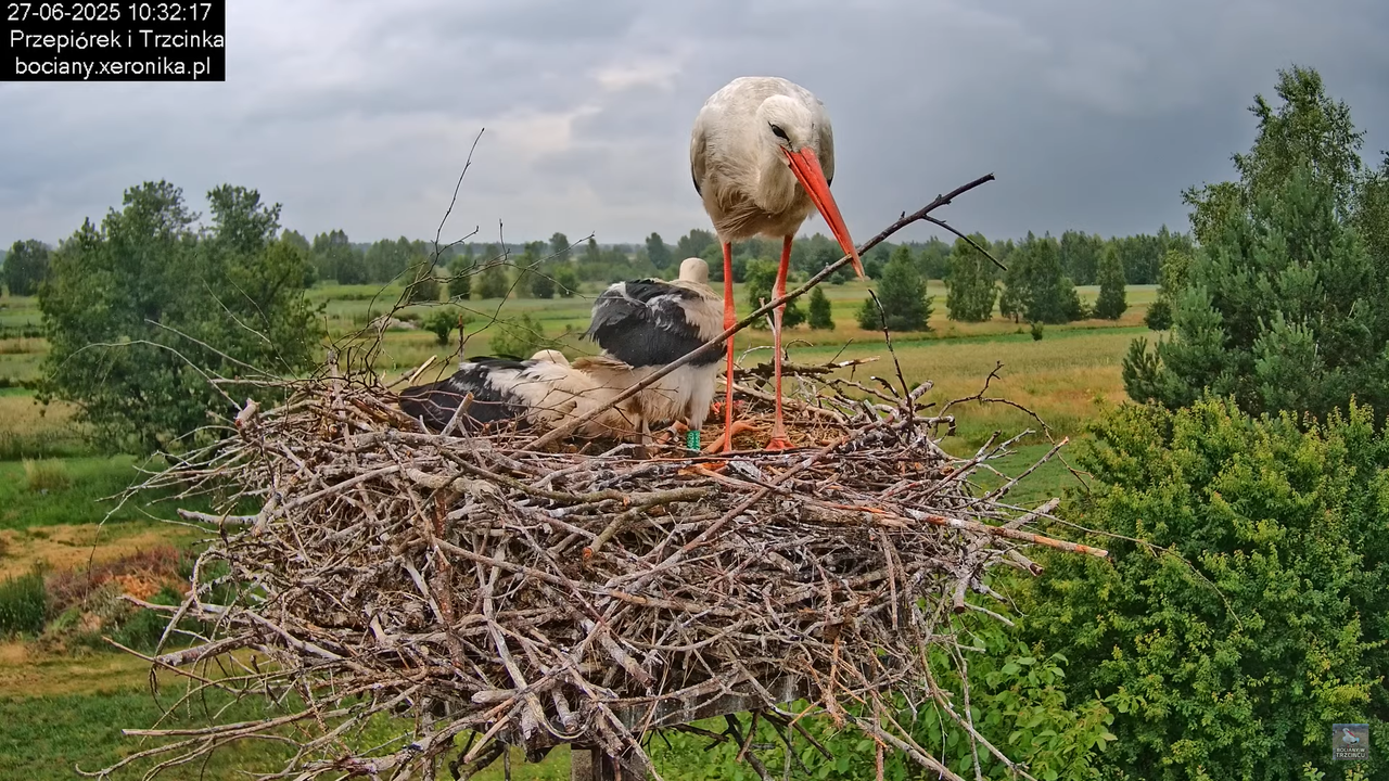 27062025bociany23