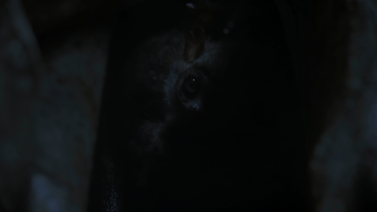 Earth.at.Night.in.Colour.S01E02.HDR.2160p.WEB-DL.DDP5.1.H.265-ROCCaT.mkv_snapshot_04.14_[2020.12.04_