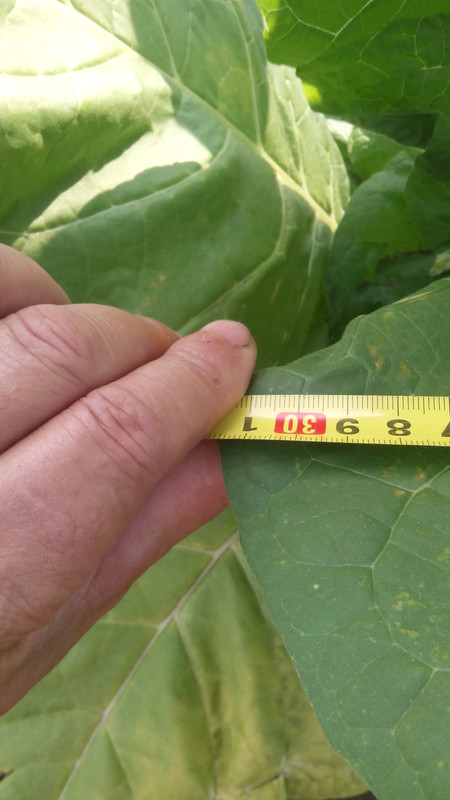 монте калме 3б