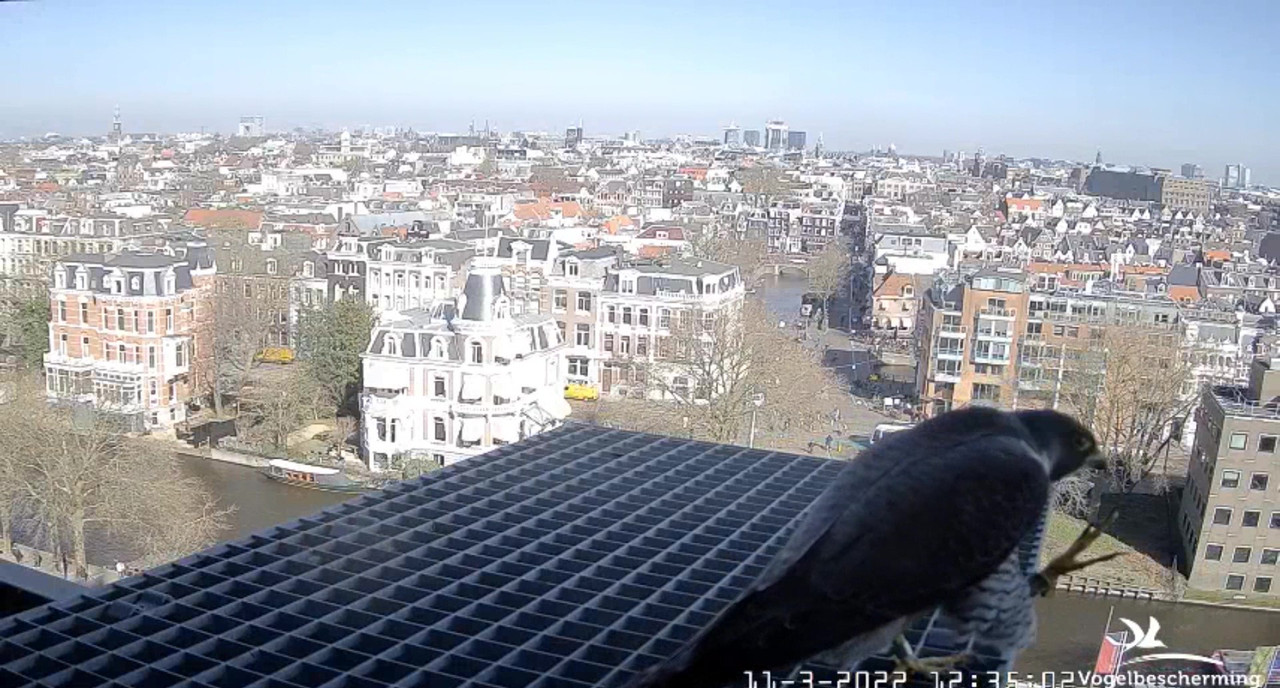 Amsterdam/Rijksmuseum screenshots © Beleef de Lente/Vogelbescherming Nederland Video-2022-03-11-123552-Moment-4