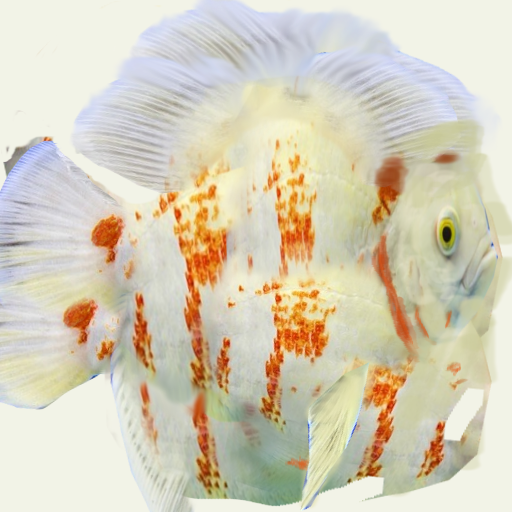 oscar fish lagoon — Postimages