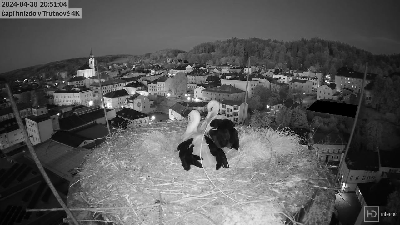 Tiešraidē no stārķa ligzdas uz alus darītavas skursteņa Trutnovā 12-53-34 screenshot