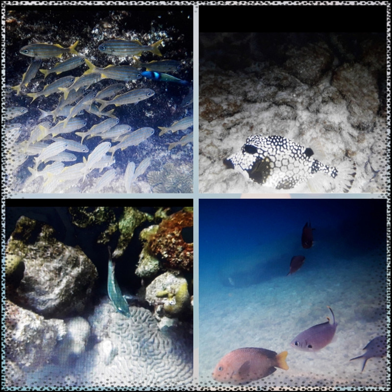 BONAIRE - Buceo+ Snorkel + Relax - Blogs de Caribe - EL Hotel. La ciudad. Snorkel. (9)