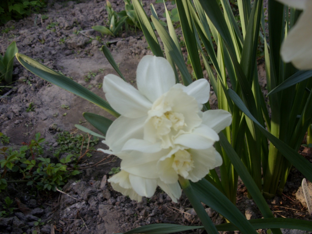 SDC11171