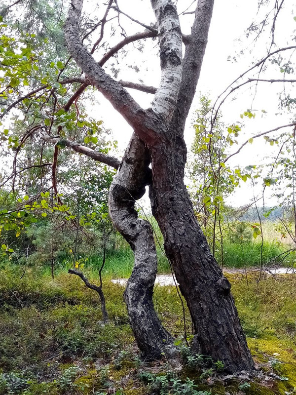 11_36 два дерева _1_result