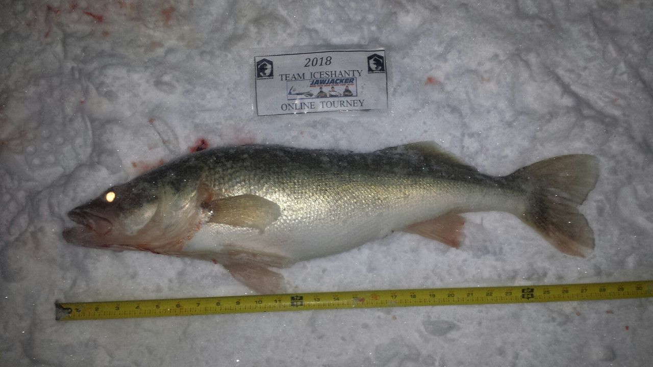 walleye 1