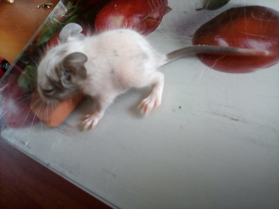 Помет Б дев с светл хвостом