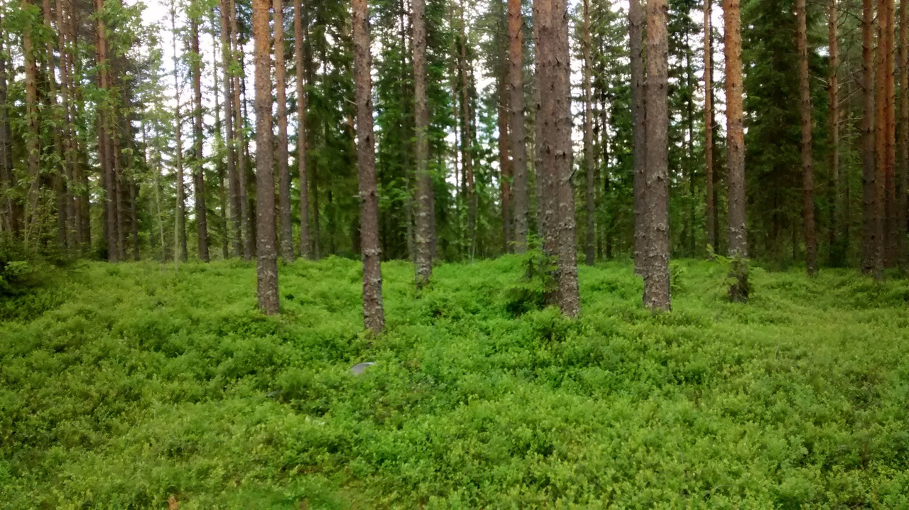 IMG_20150628_152814642