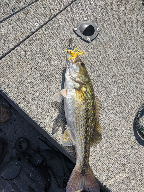 The Hellicopter Lure, The Banjo Minnow, and now this - Fishing Tackle -  Bass Fishing Forums