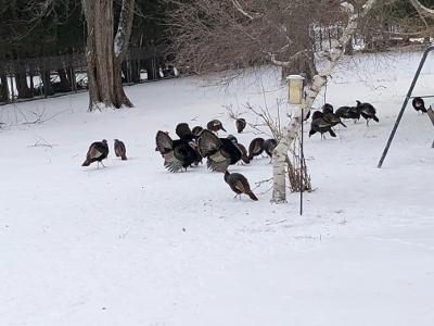 Turkeys Feb 2022 1