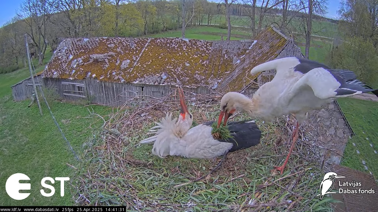 (26) Baltie stārķi (Ciconia ciconia) Tukuma novadā __ White storks in Tukums, Latvia - YouTube - 767