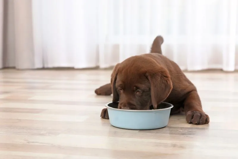Why Large Breed Puppies Need Special Food