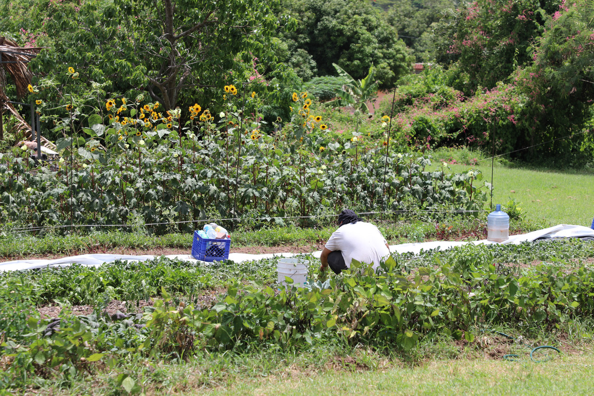 D'Andre in the farm