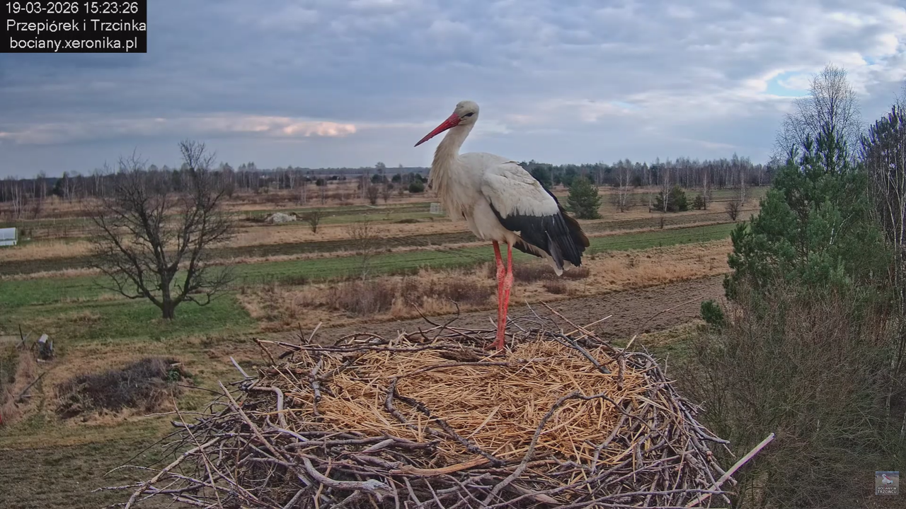 19032026 Powrót Przepiórka 7