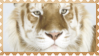 made by @transmascgarfield on tumblr