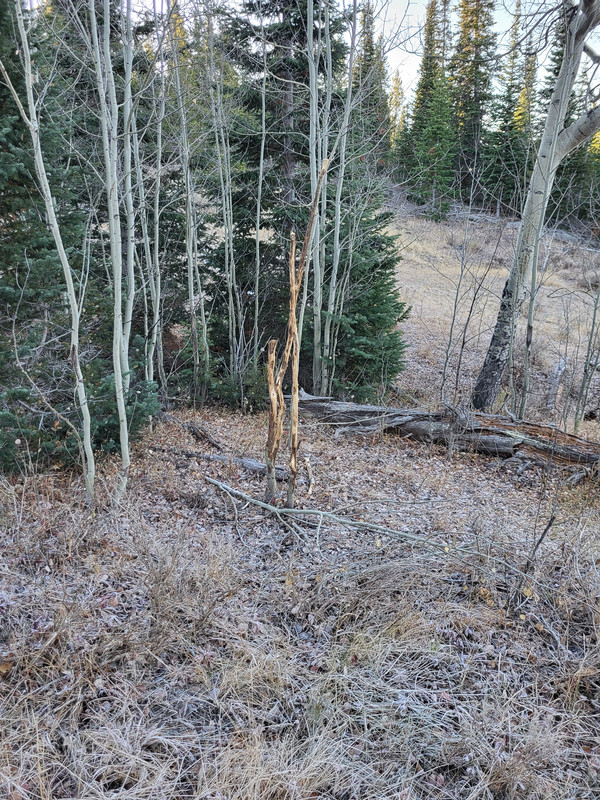 20241025_084423