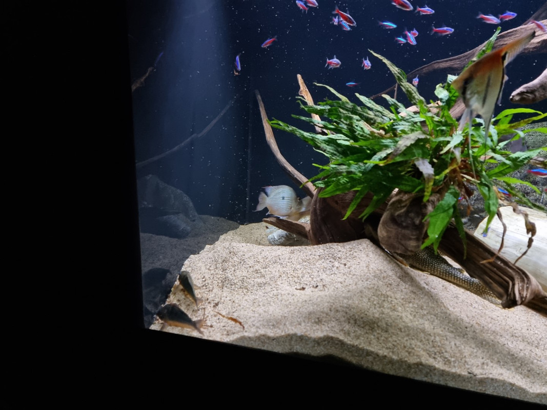 20221106_201952 (Groot)