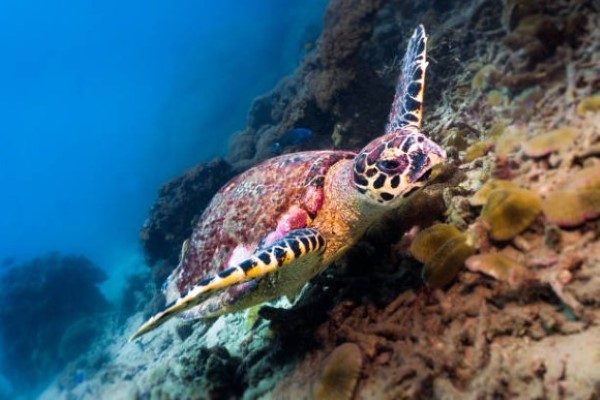 Turtles-11.jpg