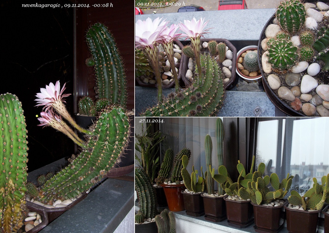 10-09. i 27.11.2014.-novo