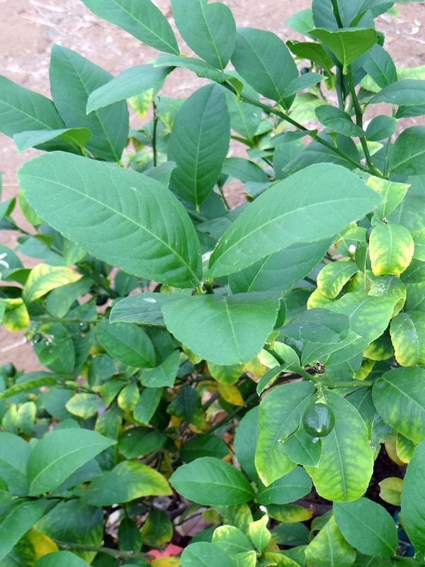 CitrusChlorosisBeforeAfter