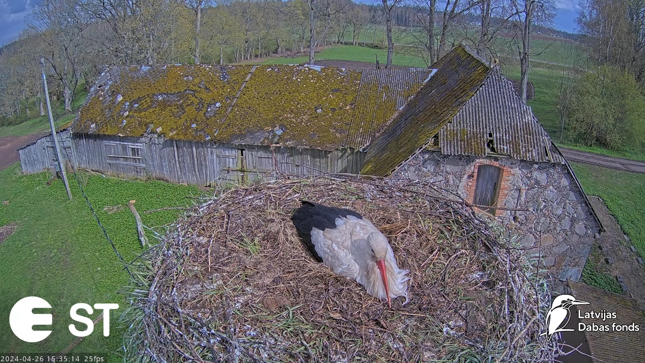 Baltie stārķi (Ciconia ciconia) Tukuma novadā - LDF tiešraide __ White storks in Tukums, Latvia 9-6-