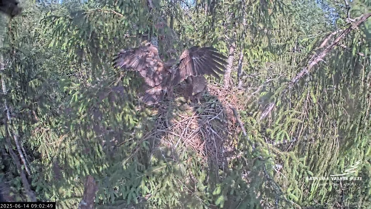 LVM mazais ērglis Lisiņa, egle2 – Lesser Spotted Eagle 11-3-39 screenshot (1)