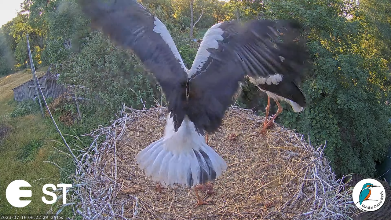 Baltie stārķi (Ciconia ciconia) Tukuma novadā - LDF tiešraide __ White storks in Tukums, Latvia 7-39