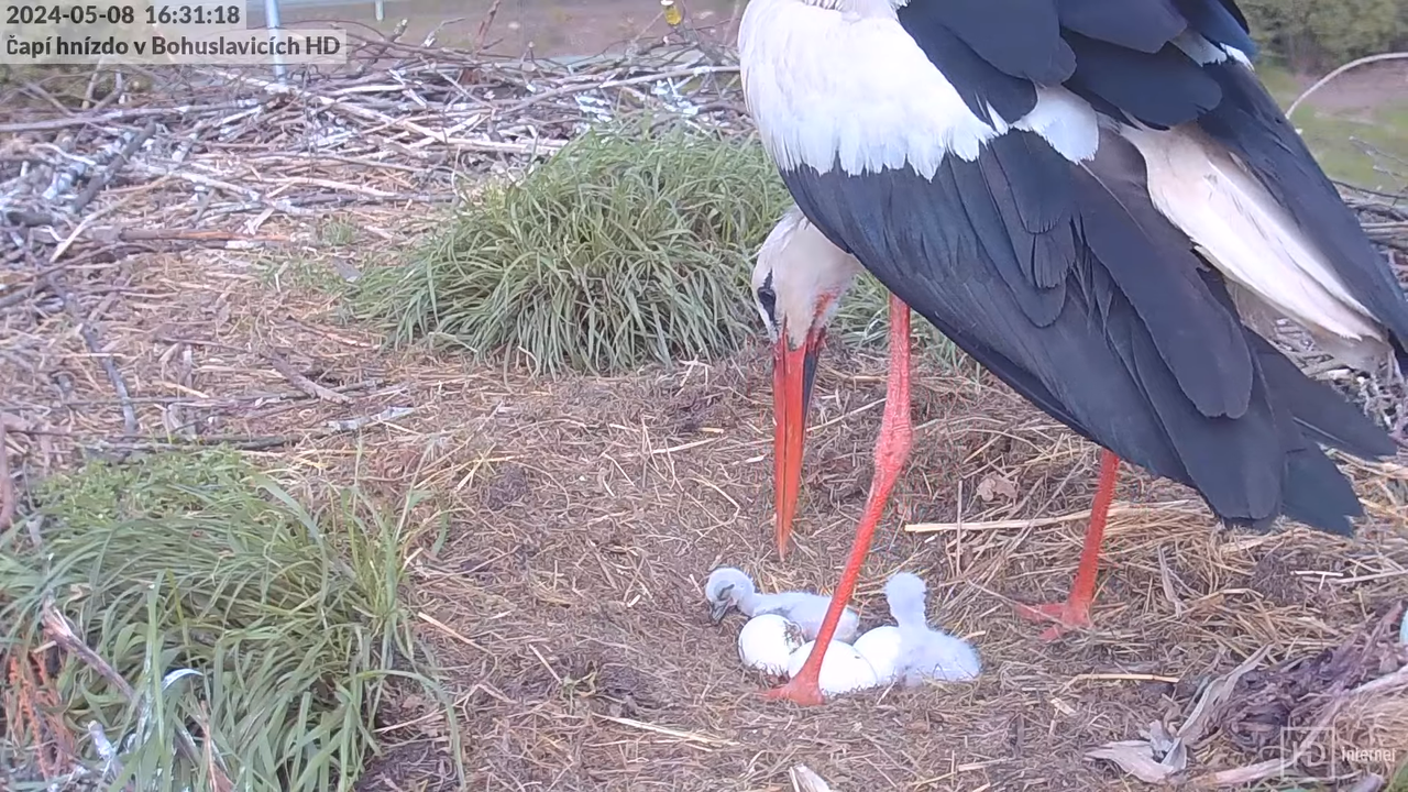 Tiešraide no stārķa skursteņa Bohuslavicē pie Trutnovas HD formātā 8-51-12 screenshot