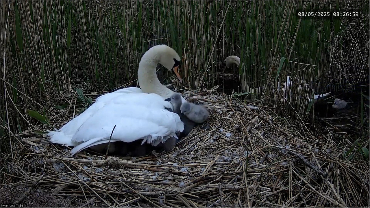 🔴 TIEŠRAIDES Gulbju ligzda 🦢 _ Putnu kameras _ Roberts E. Fullers 7-10-0 screenshot