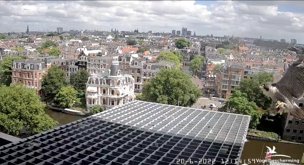 Amsterdam/Rijksmuseum screenshots © Beleef de Lente/Vogelbescherming Nederland - Pagina 30 Video-2022-06-20-121714-Moment