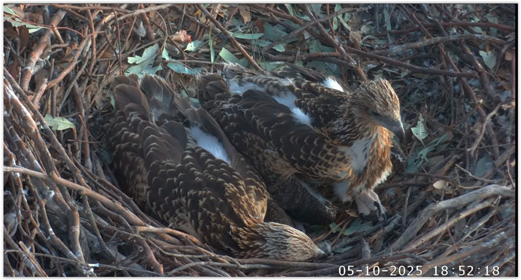 Screen Shot 10-05-25 at 10.03 AM 001