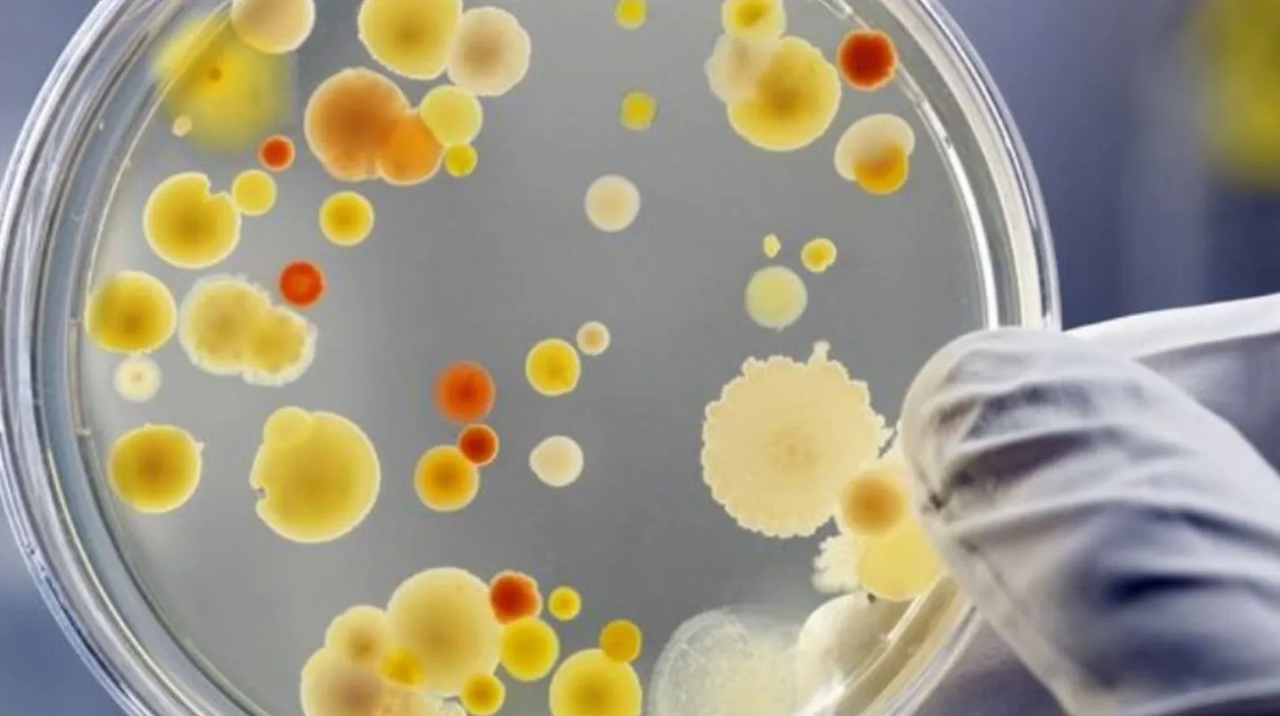 Hongo pone en alerta a los Estados Unidos; es superresistente y mortal