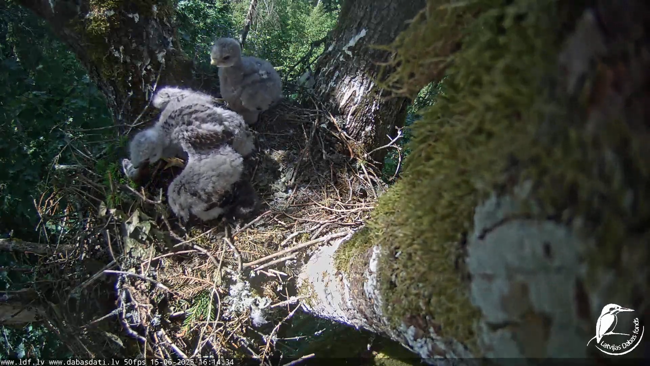 Melnās klijas (Milvus migrans) Kurzemē_ peļu klijāni (Buteo buteo) 14-21-4 screenshot