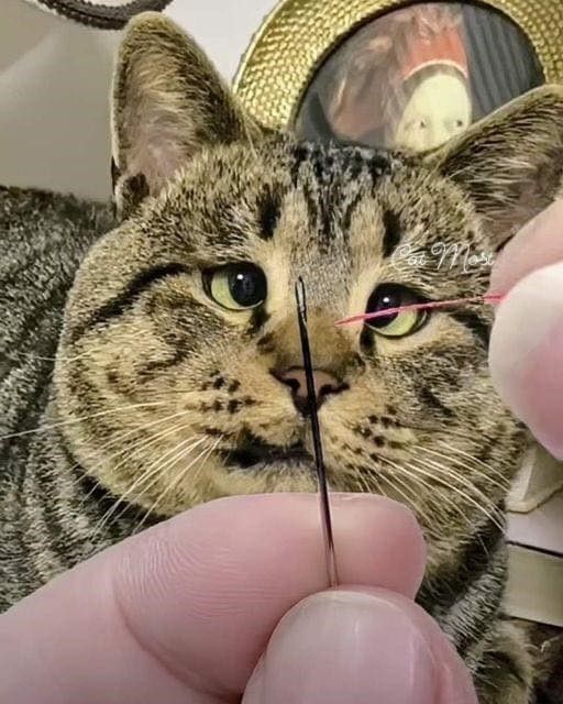 e8d4077c3641bf8d890ad37c864bde9a