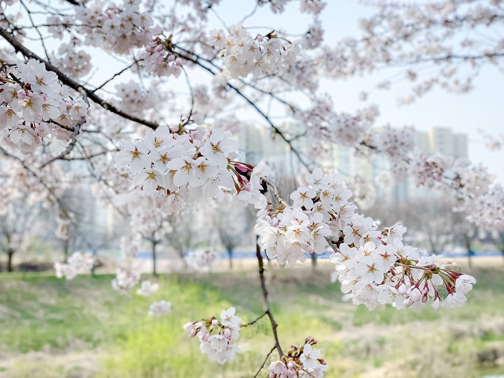 white-cherry-blossom-5172608-1280.jpg