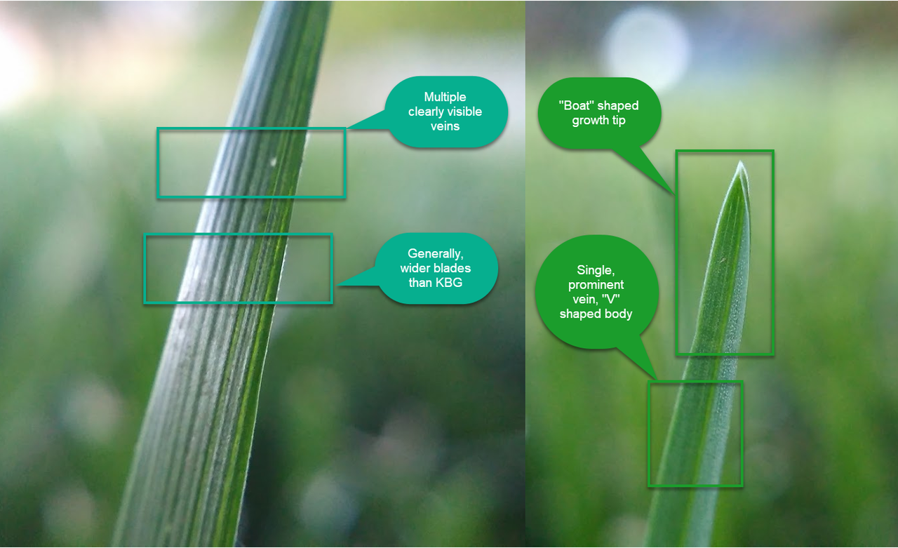 Tall Fescue KBG Comparison Updated