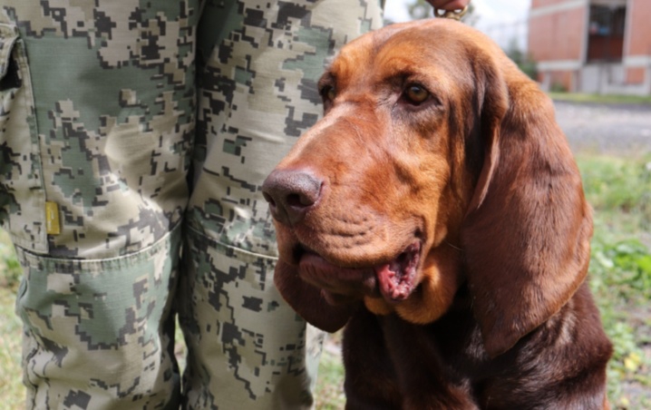 Max la perrita que rastreó al capo más buscado por la DEA