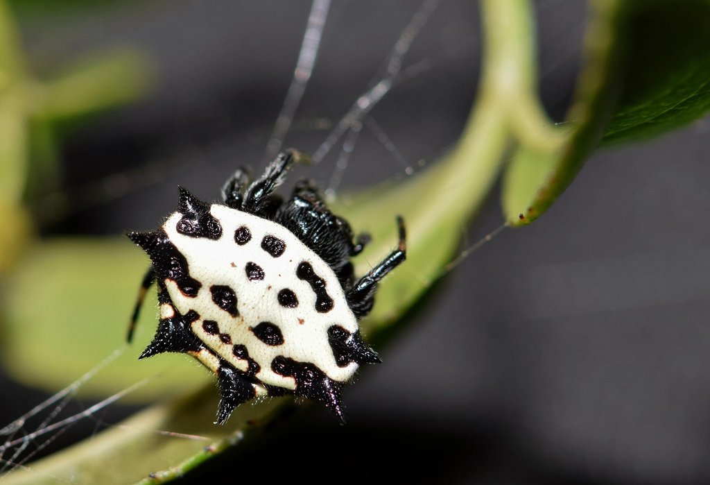 B-W-orb-spider.jpg