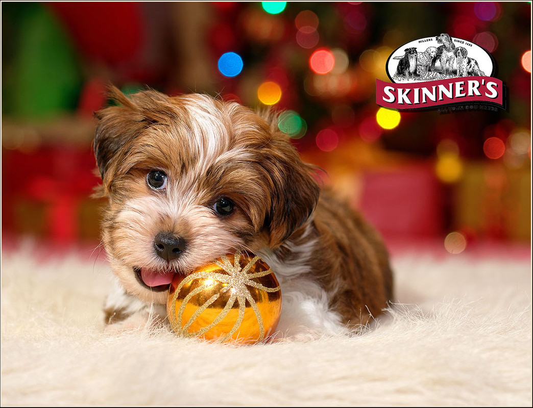 ?ождество 1200