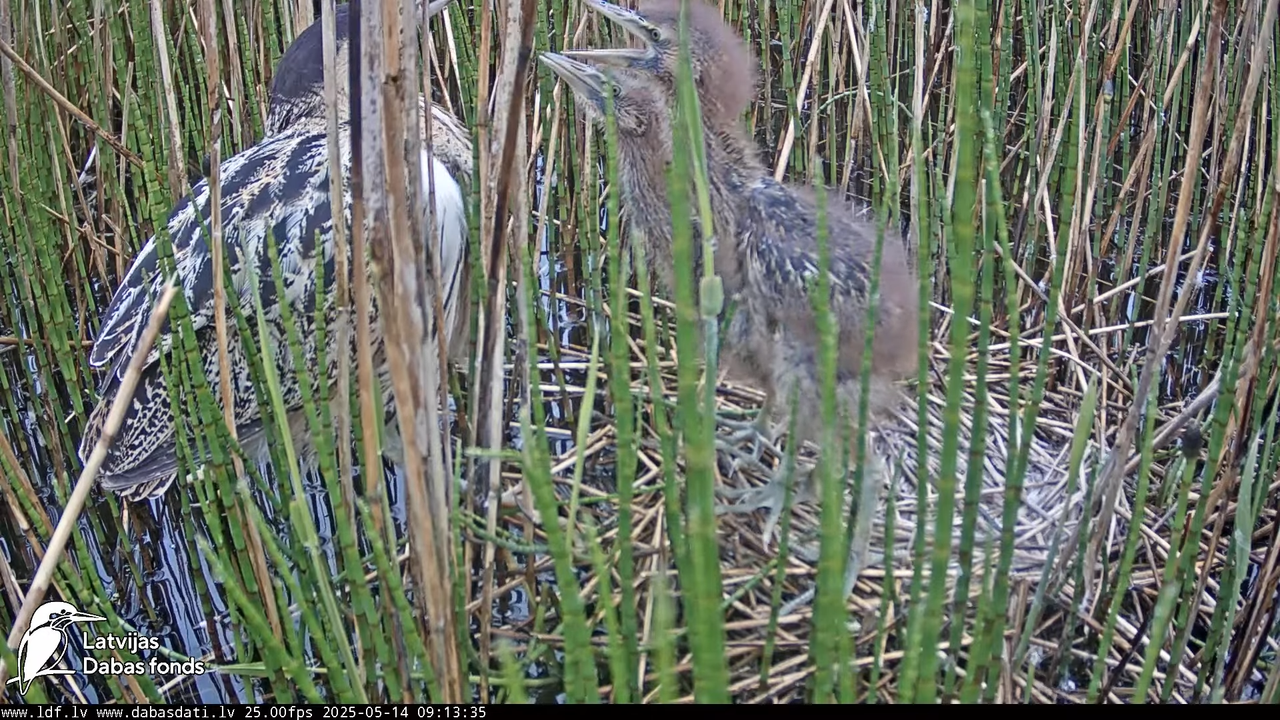 LDF Lielais dumpis (Botaurus stellaris) Zemītes pagastā 11-34-7 screenshot
