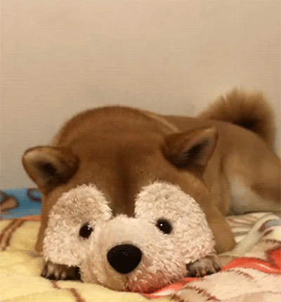 Trick-Dog-Face.gif