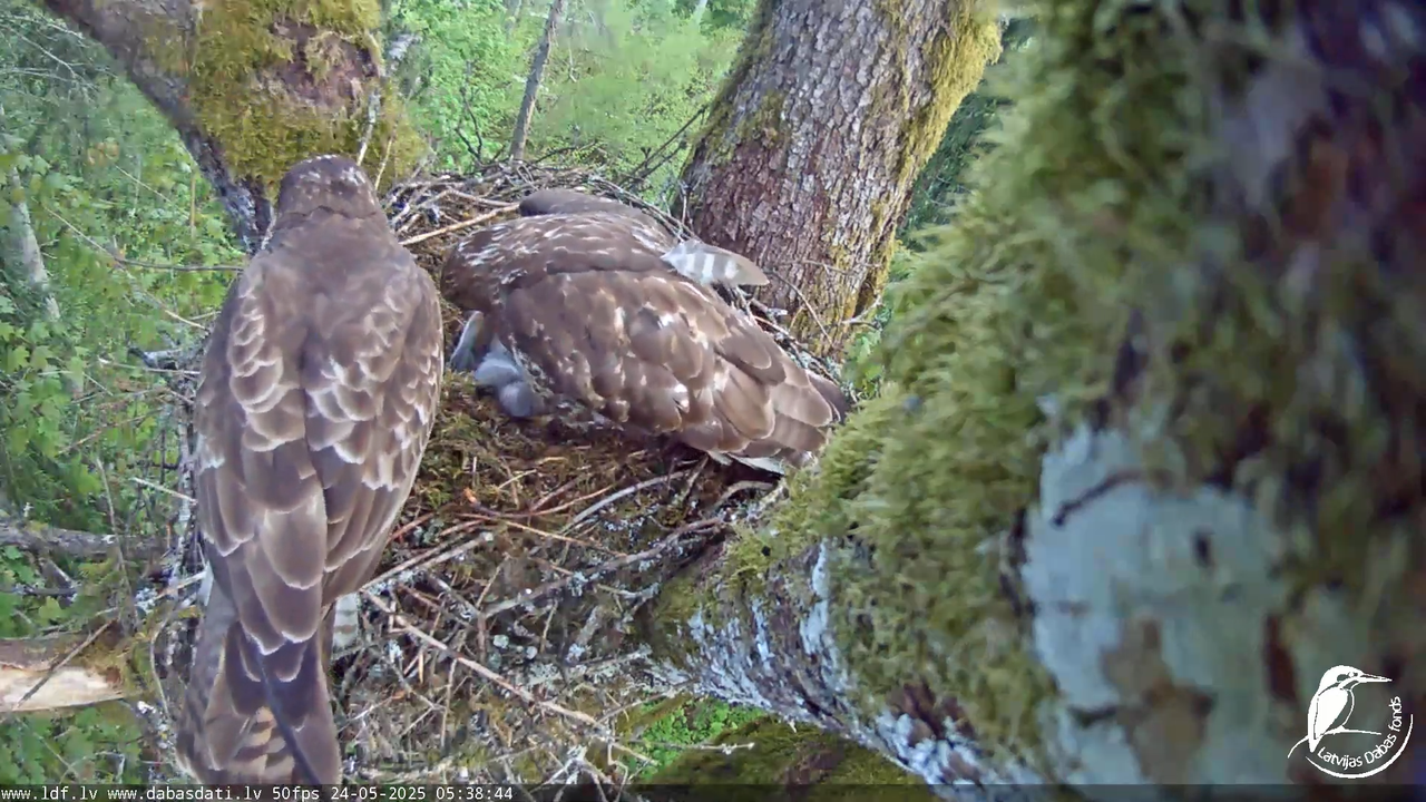 Melnās klijas (Milvus migrans) Kurzemē_ peļu klijāni (Buteo buteo) 11-52-29 screenshot