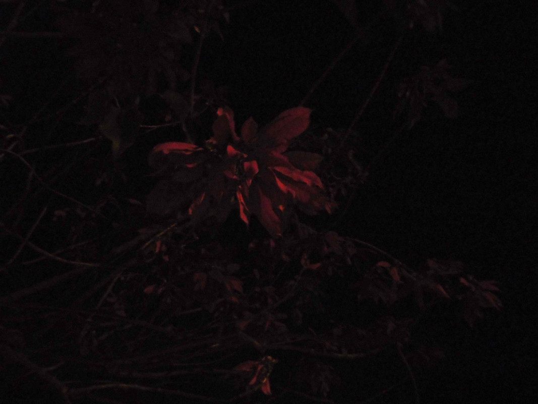 23.2.nightly reds II (edit)